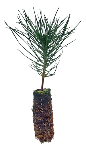 PP-Ellepot-Seedling-Isolation (1) 1