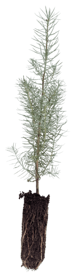 seedlingcutout_updated seedlingcutout_updated
